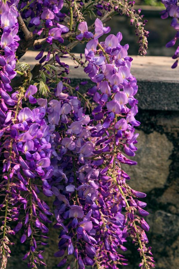 Il Glicine B&B Ristorante Cazzago San Martino Eksteriør bilde